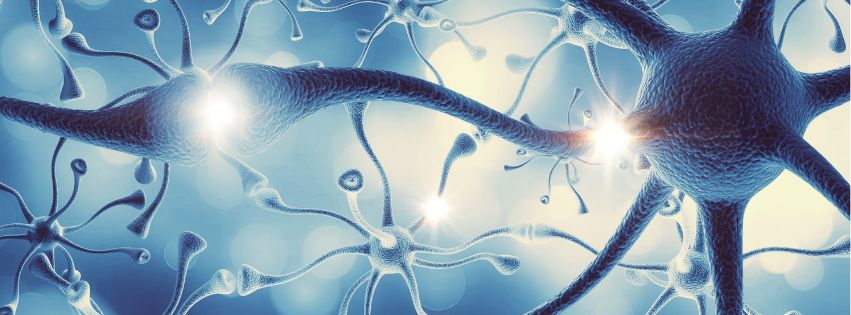 neuroplasticita mozku